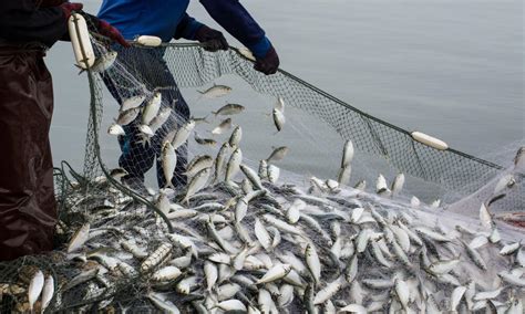 釣魚打頻率是什麼？探討釣魚技巧與頻率對收穫的微妙影響