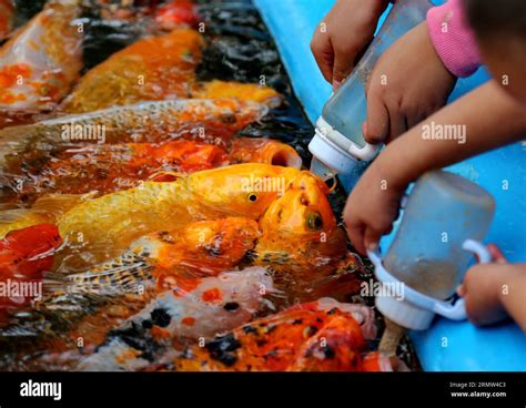 秦皇島餵魚用什麼顆粒